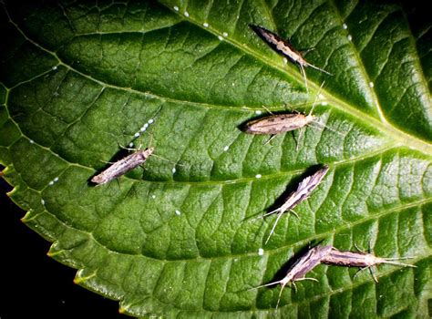 开屏新闻-高黎贡山发现昆虫新物种