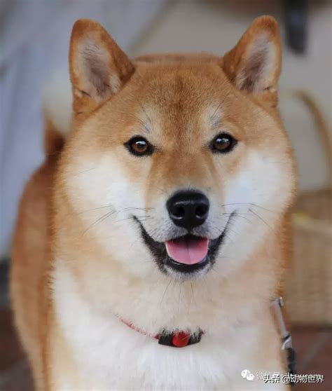 日本柴犬（Shiba）的历史、种类、DNA和名字由来 - 柴豆豆柴犬