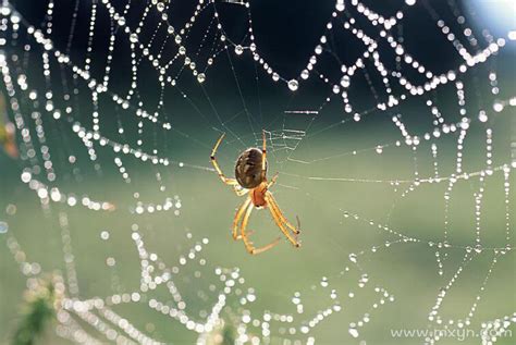 梦见蜘蛛网和蜘蛛是什么意思预兆 - 原版周公解梦大全