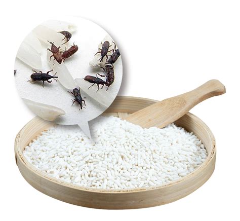 米虫又称米象，为何凭空出现在大米里？你吃的每碗饭都可能有虫卵_熏蒸