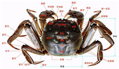 蟹类动物 - 快懂百科
