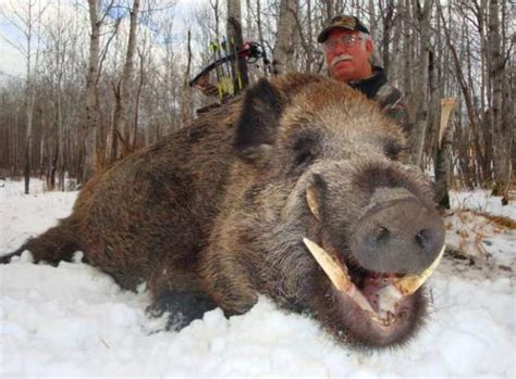 黄石公园狼群捕猎凶猛雌性野牛：无情追击猎杀|文章|中国国家地理网