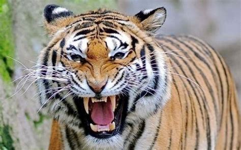 老虎最害怕什么？它也有不少害怕的东西-我的宠舍