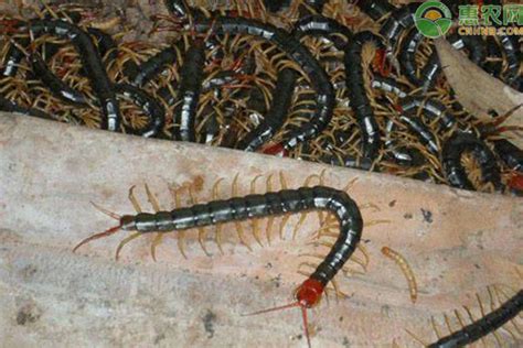 蜈蚣和蚰蜒有什么区别，千足虫(马陆)和蜈蚣,蚰蜒有什么区别|admin_人人点
