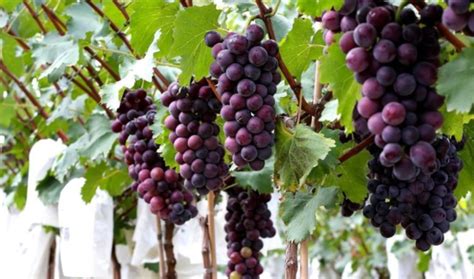 葡萄的营养价值,葡萄的功效与作用_健康大百科