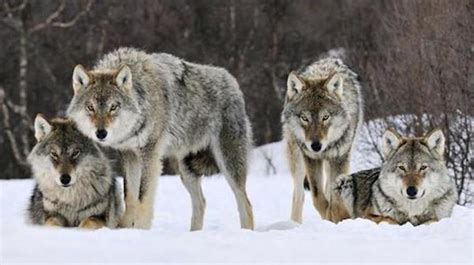 墨西哥狼:是最庞大的野生犬科家族(一个狼群有20只)-小狼观天下
