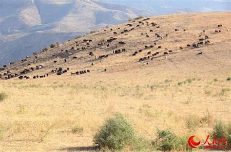 牛羊满山坡 塔吉克高山上的绝美风光
