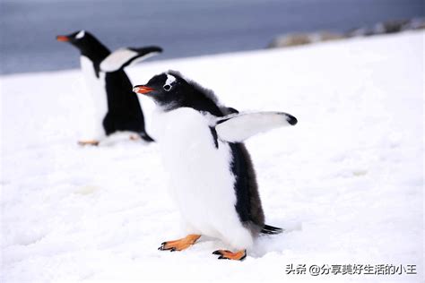 涨知识了！南极企鹅有多少种？学习一下吧_生活_麦哲伦_黄眉