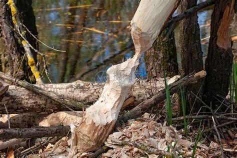 从海狸用芯片在湿地的面上啃树枝春天自然沼泽附近没有树皮的树上牙齿上的动物痕迹高清图片下载-正版图片506659180-摄图网