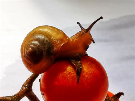 蜗牛和蛞蝓在进化上有没有关系呀？ - 知乎
