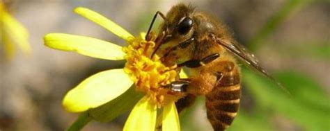 蜜蜂为什么要采花酿蜜？ - 蜜蜂知识 - 酷蜜蜂