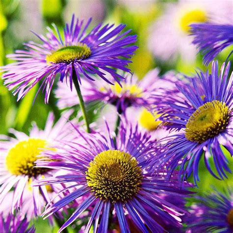 紫苑的介绍与养殖技巧-绿宝园林网