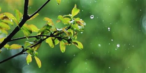 春季春天谷雨雨滴雨水摄影图配图高清摄影大图-千库网