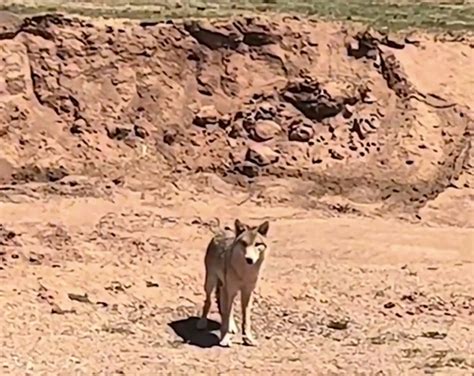 女子可可西里无人区越野旅行途中偶遇真“色狼” - 必经地旅游网