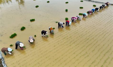 袁隆平超级杂交水稻蒙自示范基地连续四年亩产超1100千克