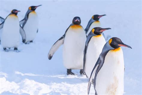 世界企鹅日 | 重重危机下，快乐大脚们也不快乐了...... _www.isenlin.cn
