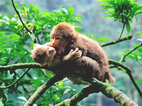 峨眉山的猴子：抢劫、攻击游客(峨眉山最具代表性动物)-小狼观天下