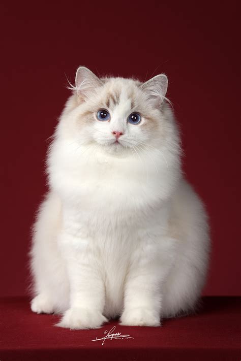 布偶猫的另外一个名字,布偶猫有仙气的名字,布偶猫招财的名字_大山谷图库