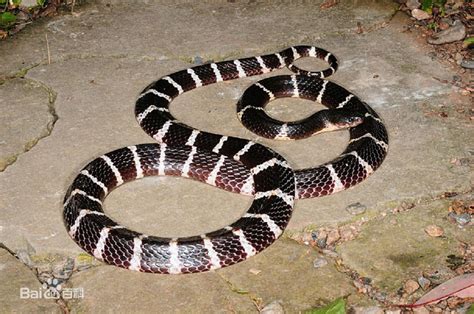 中国大陆都有哪些毒蛇品种？（图片）_奇象网