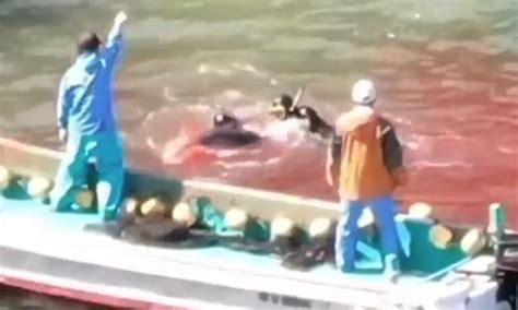 Sea turns red with blood as dolphins are slaughtered in Taiji, Japan ...