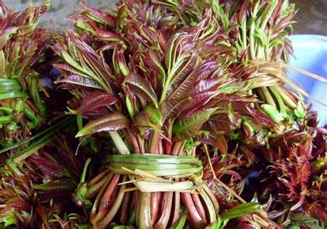 大棚香椿苗价格优惠红油香椿苗南北方种植大量矮化香椿苗成活率 -阿里巴巴