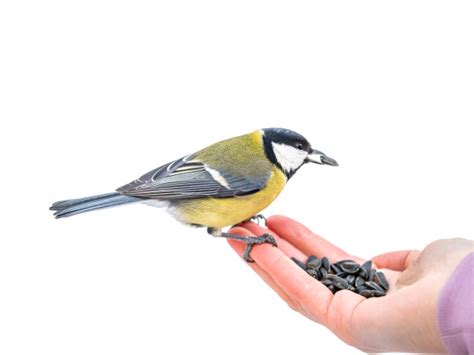 武汉发现一只“仙鸟”，为第445个鸟类新记录_生态频道_新闻中心_长江网_cjn.cn
