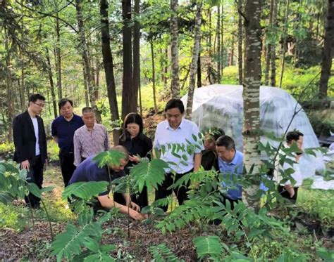亚太森林组织“多功能林业示范项目”成就区域典范 引领亚太林业可持续发展__凤凰网