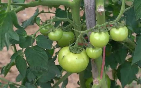 科学网—智慧农业丨解放农民的双手，以后采摘番茄也有机器人帮忙啦！ - 科学出版社的博文