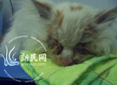 网上再现小猫遭虐待照片(组图)_新闻中心_新浪网