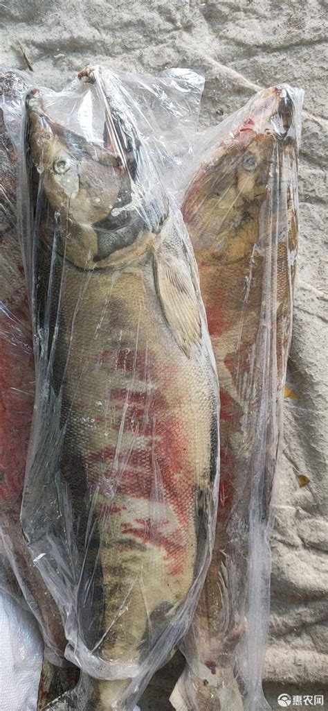 [马哈鱼批发]马哈鱼 大鱼，产红鱼籽的大鱼，优等品，每条6-10斤价格28元/斤 - 惠农网
