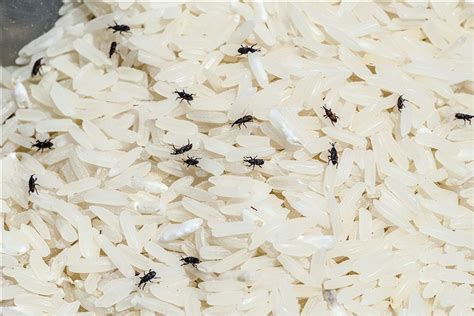 家里大米生虫子后还能不能吃？教你一招让米虫消失|大米|米象|米虫_新浪新闻