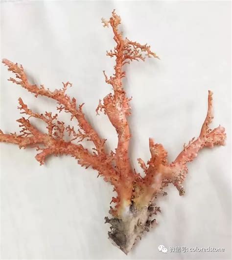 粉色系珊瑚的种类及辨别方法 - 知乎