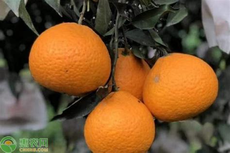 青见柑橘是甜的还是酸的？什么时候成熟？ - 惠农网