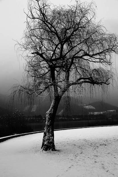 冬天在湖边下着雪的孤单大树高清图片下载-正版图片505196082-摄图网