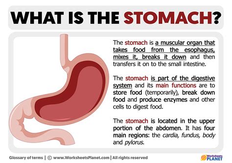What is the Stomach | Definition of Stomach