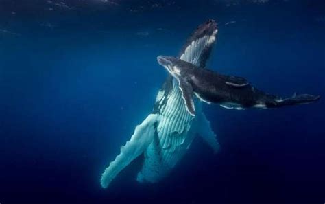 海洋鲸鱼图片素材_免费下载_psd图片格式_VRF高清图片400106749_摄图网