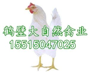 2021年活鸡价格行情走势（活鸡批发价格）-食品商务网