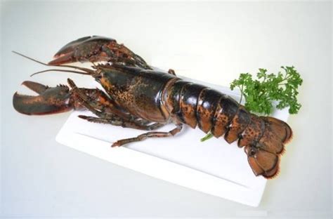 世界上最大的龙虾，波士顿龙虾(长1.1米/重40斤)(2) — 奇达世界之最