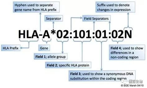 HLAreporter : HLA分型软件简介-CSDN博客