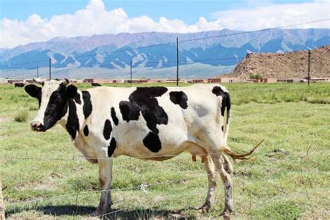 农村养牛需要什么手续有补贴吗？农村养牛的利润和成本