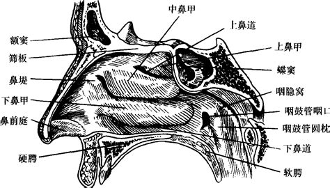 鼻子解剖结构图解图片
