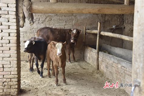 临江市：“牛”专家进牛棚 养殖户过上“牛”日子_农家书屋杂志