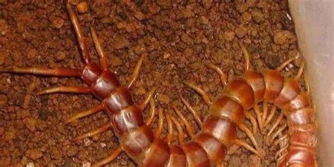 工地发现“蜈蚣精”, 体长1.2米, 中国红巨龙蜈蚣|蜈蚣|巨龙|中国红_新浪新闻