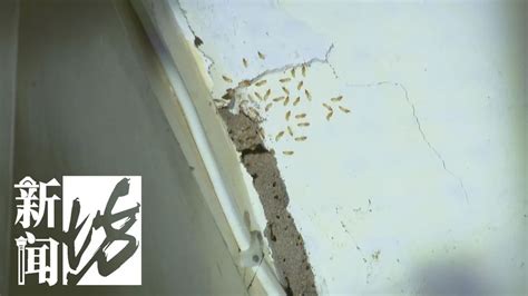 白蚁防治案例展示-池州智邦害虫防治服务有限公司