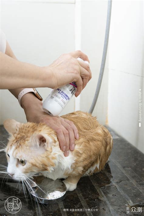 给猫洗澡需要大战三百回合？教你如何优雅的给猫洗澡#多图预警！ - 知乎