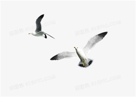 白色飞鸟素材图片免费下载-千库网