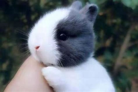 荷兰垂耳兔怎样辨识？它的性格、习性如何？-宠物网