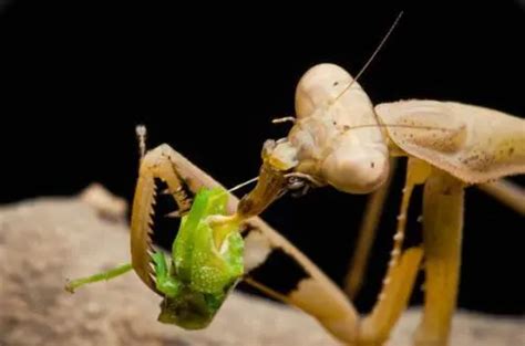 螳螂吃什么食物 你了解了吗_知秀网