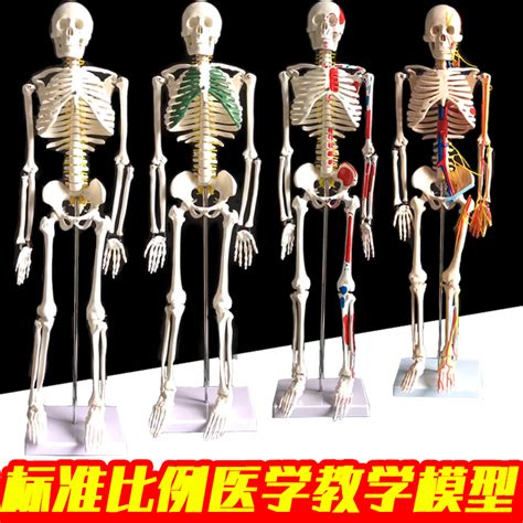 人类骨架,分离着色,垂直画幅,股骨,腿骨,脊柱,科学,计算机制图,计算机图形学摄影素材,汇图网www.huitu.com