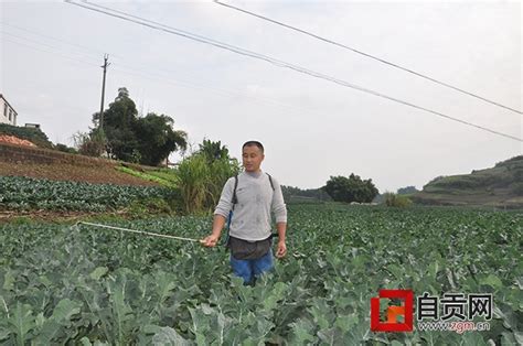 自贡市贡井区成佳镇的2万多亩大头菜喜获丰收_四川在线
